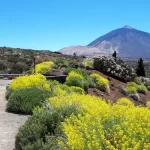 Tenerife5